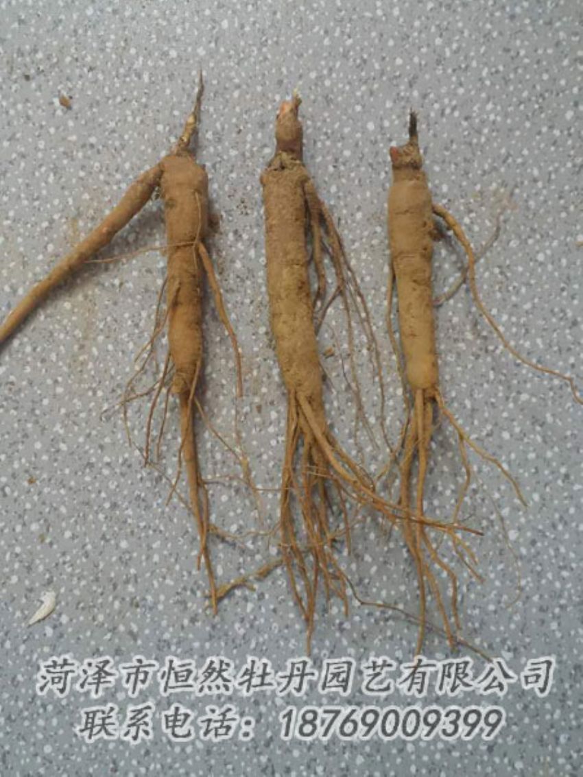 點(diǎn)擊查看詳細(xì)信息<br>標(biāo)題：芍藥苗 閱讀次數(shù)：2227