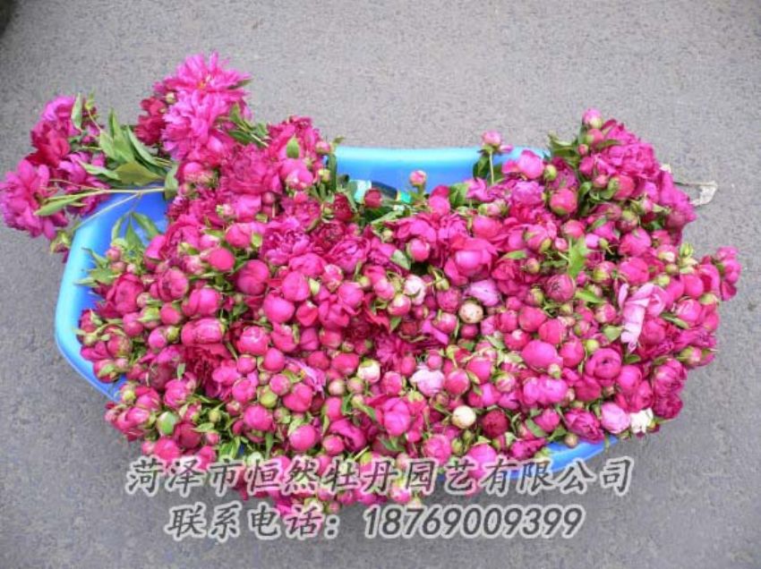 點擊查看詳細信息<br>標題：芍藥切花 閱讀次數(shù)：2055