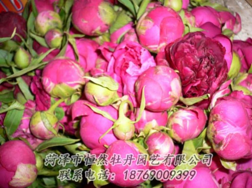 點擊查看詳細信息<br>標題：芍藥切花 閱讀次數(shù)：2070
