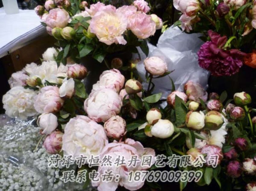 點擊查看詳細信息<br>標題：芍藥切花 閱讀次數(shù)：2254