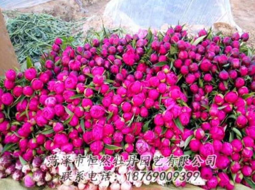 點擊查看詳細信息<br>標題：芍藥切花 閱讀次數(shù)：2233