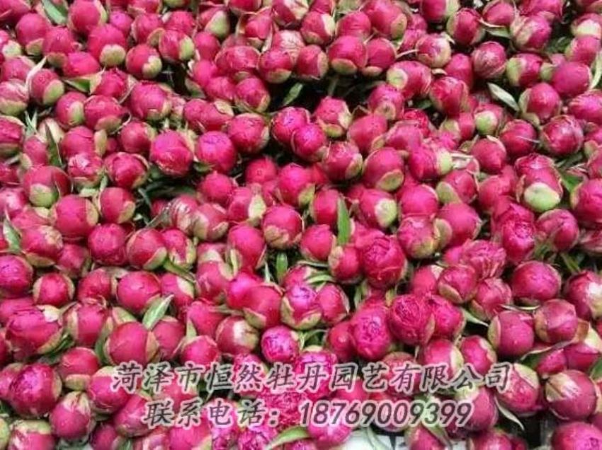 點擊查看詳細信息<br>標題：芍藥切花 閱讀次數(shù)：2291