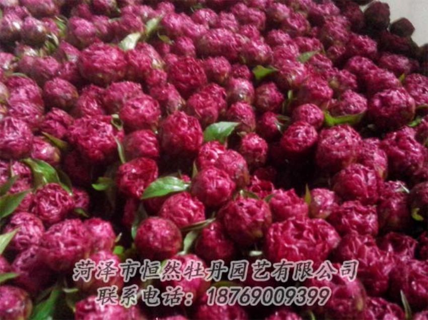 點擊查看詳細信息<br>標題：芍藥切花 閱讀次數(shù)：2128