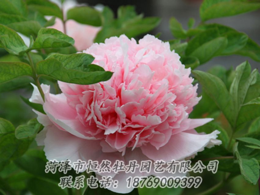 點擊查看詳細信息<br>標(biāo)題：粉色牡丹 閱讀次數(shù)：2024