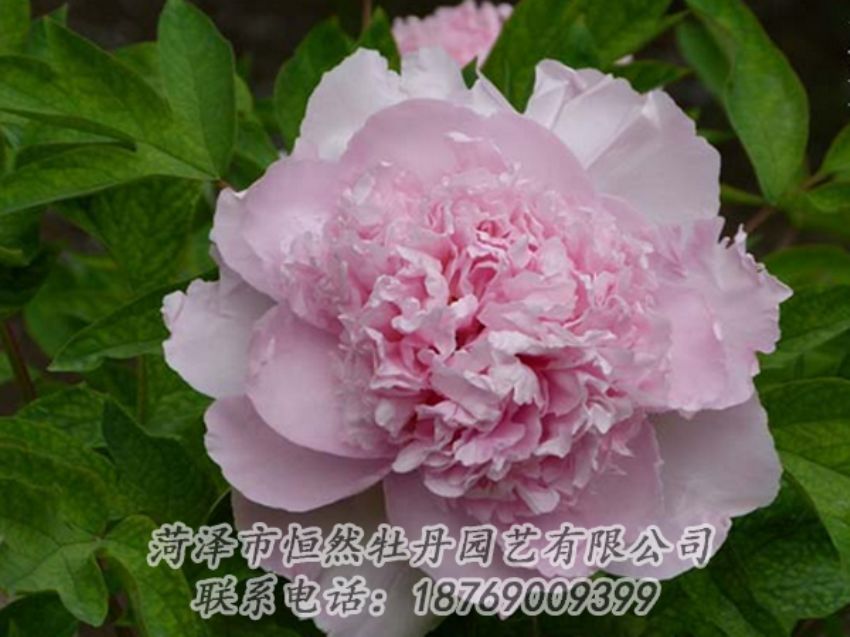 點擊查看詳細信息<br>標(biāo)題：粉色牡丹 閱讀次數(shù)：2146