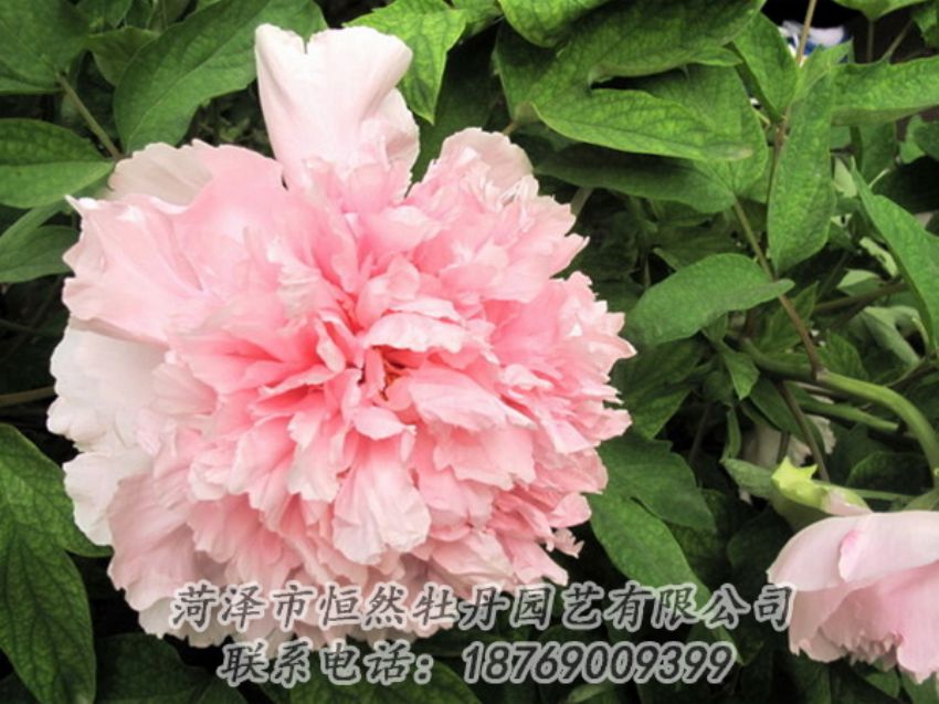 點擊查看詳細信息<br>標(biāo)題：粉色牡丹 閱讀次數(shù)：1978