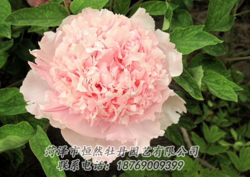 點擊查看詳細信息<br>標(biāo)題：粉色牡丹 閱讀次數(shù)：2083