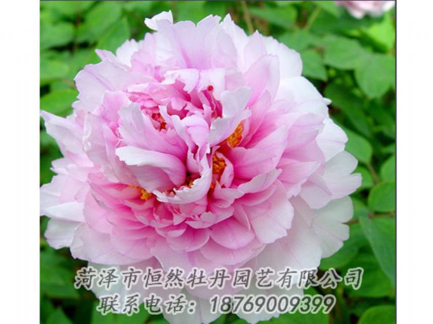 點擊查看詳細信息<br>標(biāo)題：粉色牡丹 閱讀次數(shù)：2108