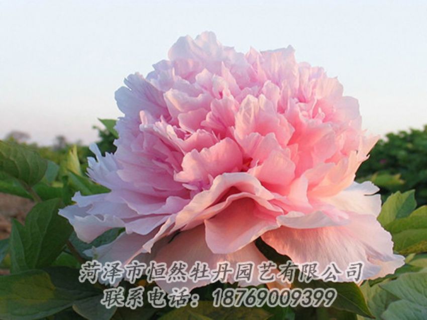 點擊查看詳細信息<br>標(biāo)題：粉色牡丹 閱讀次數(shù)：2198