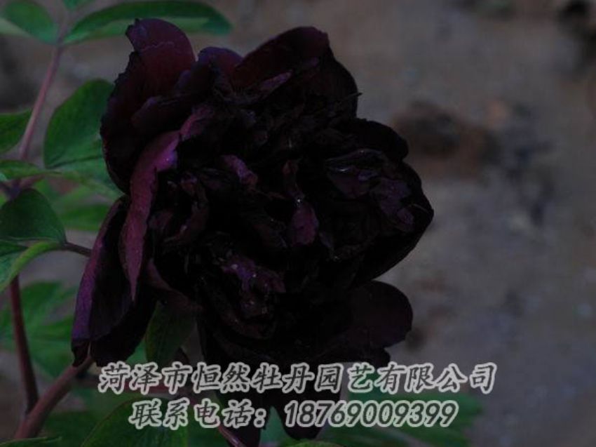 點擊查看詳細信息<br>標題：黑色牡丹 閱讀次數(shù)：2126