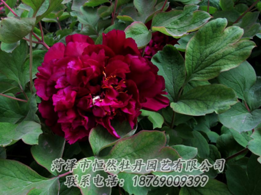 點擊查看詳細信息<br>標題：黑色牡丹 閱讀次數(shù)：2246