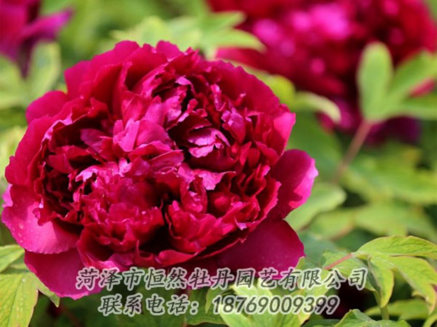 點擊查看詳細信息<br>標題：黑色牡丹 閱讀次數(shù)：2068