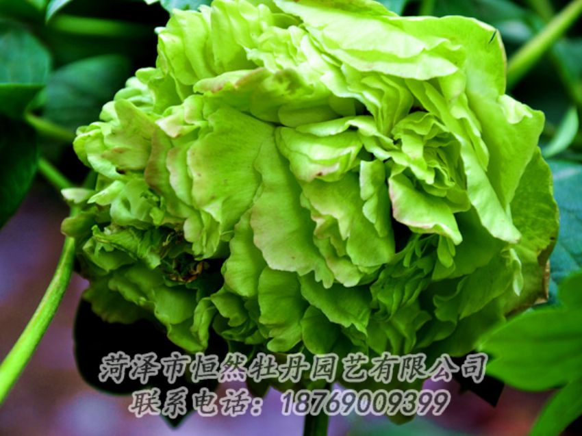 點(diǎn)擊查看詳細(xì)信息<br>標(biāo)題：綠色牡丹 閱讀次數(shù)：2072