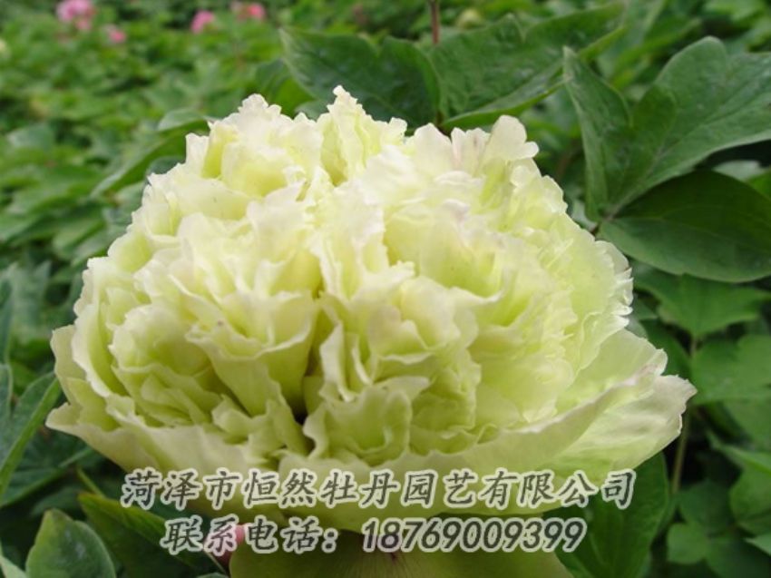 點(diǎn)擊查看詳細(xì)信息<br>標(biāo)題：綠色牡丹 閱讀次數(shù)：2017