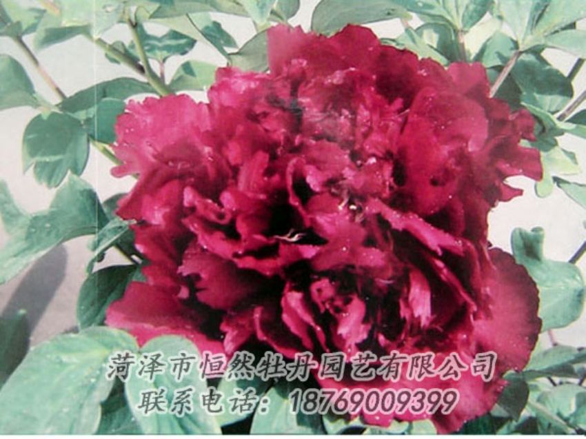 點擊查看詳細信息<br>標題：黑色牡丹 閱讀次數(shù)：2178