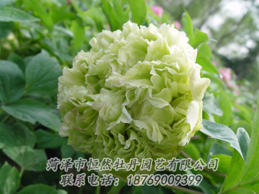 點(diǎn)擊查看詳細(xì)信息<br>標(biāo)題：綠色牡丹 閱讀次數(shù)：2095