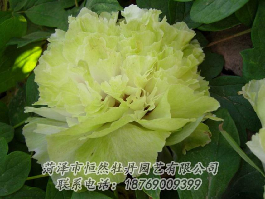 點(diǎn)擊查看詳細(xì)信息<br>標(biāo)題：綠色牡丹 閱讀次數(shù)：2156