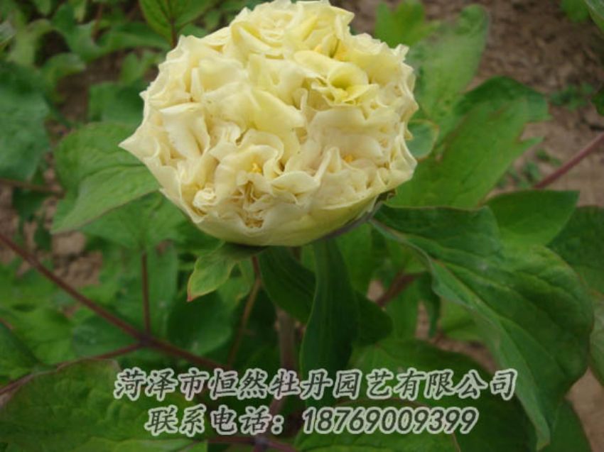 點(diǎn)擊查看詳細(xì)信息<br>標(biāo)題：黃色牡丹 閱讀次數(shù)：2089