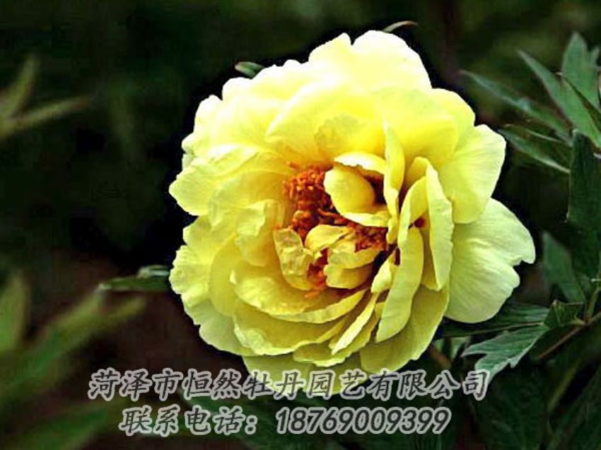 點(diǎn)擊查看詳細(xì)信息<br>標(biāo)題：黃色牡丹 閱讀次數(shù)：2000