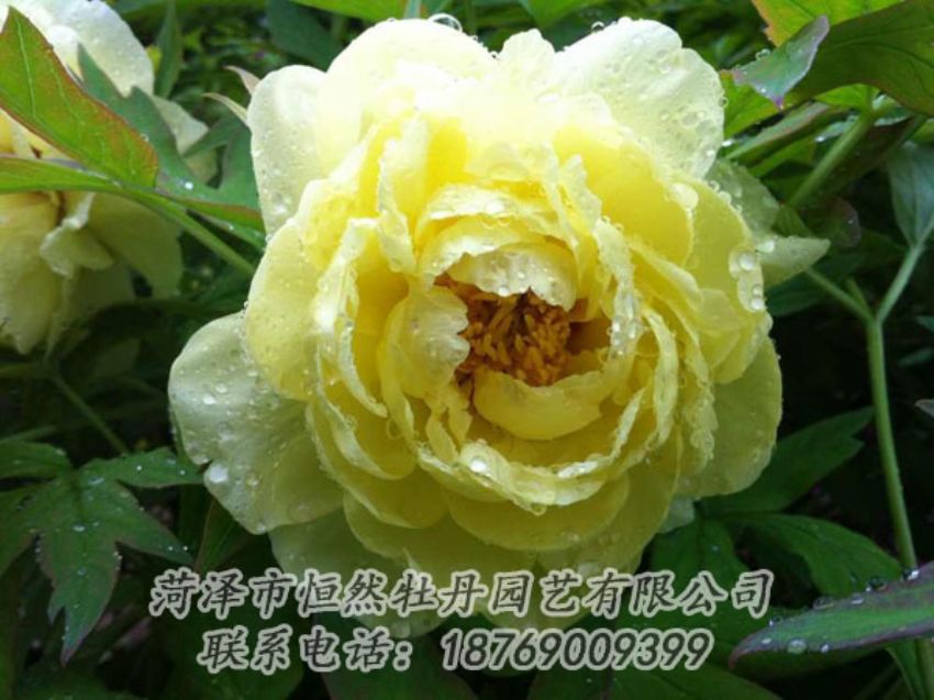 點(diǎn)擊查看詳細(xì)信息<br>標(biāo)題：黃色牡丹 閱讀次數(shù)：1968
