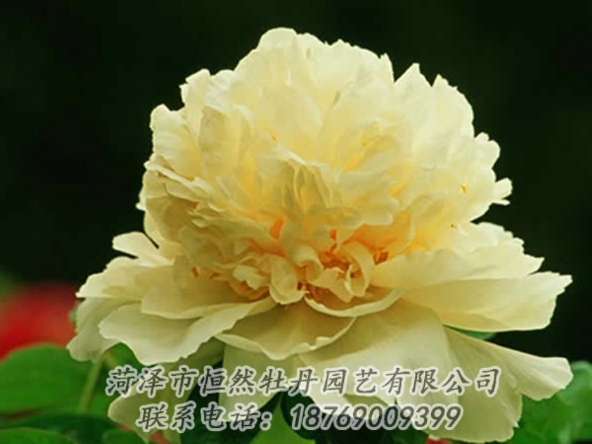 點(diǎn)擊查看詳細(xì)信息<br>標(biāo)題：黃色牡丹 閱讀次數(shù)：2022