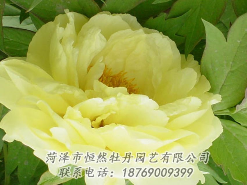 點(diǎn)擊查看詳細(xì)信息<br>標(biāo)題：黃色牡丹 閱讀次數(shù)：2064