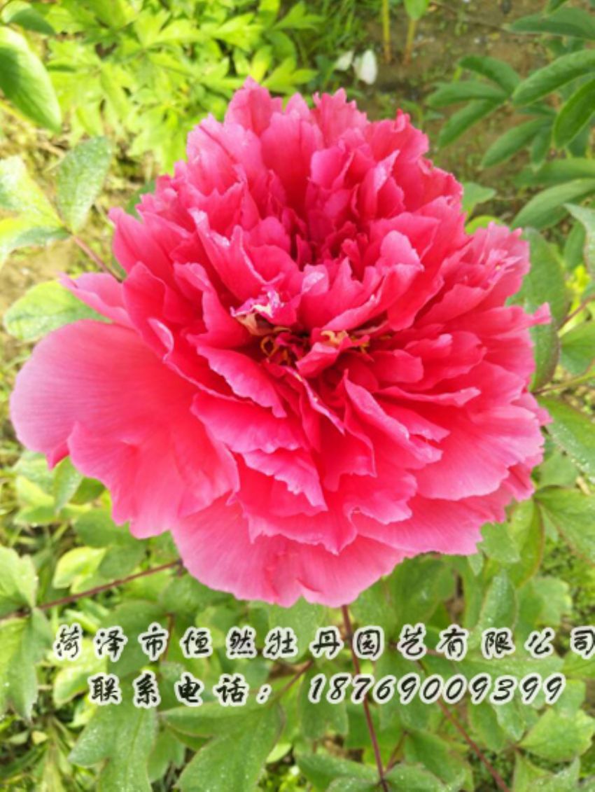 點擊查看詳細信息<br>標題：紅色牡丹 閱讀次數(shù)：2051