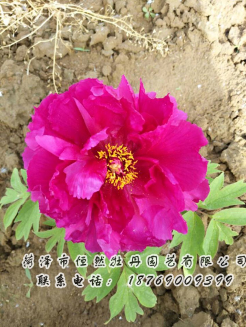 點擊查看詳細信息<br>標題：紅色牡丹 閱讀次數(shù)：2111