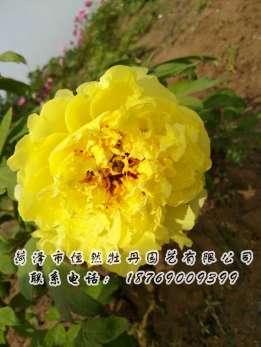 點擊查看詳細信息<br>標題：黃色牡丹 閱讀次數(shù)：2093