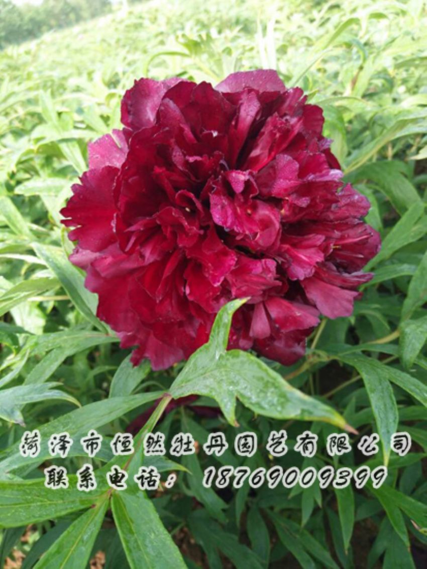 點擊查看詳細信息<br>標題：黑色牡丹 閱讀次數(shù)：1963