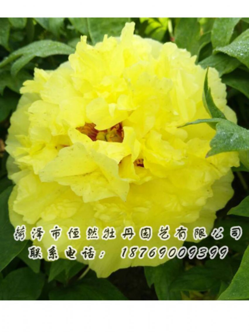 點擊查看詳細信息<br>標題：黃色牡丹 閱讀次數(shù)：2157