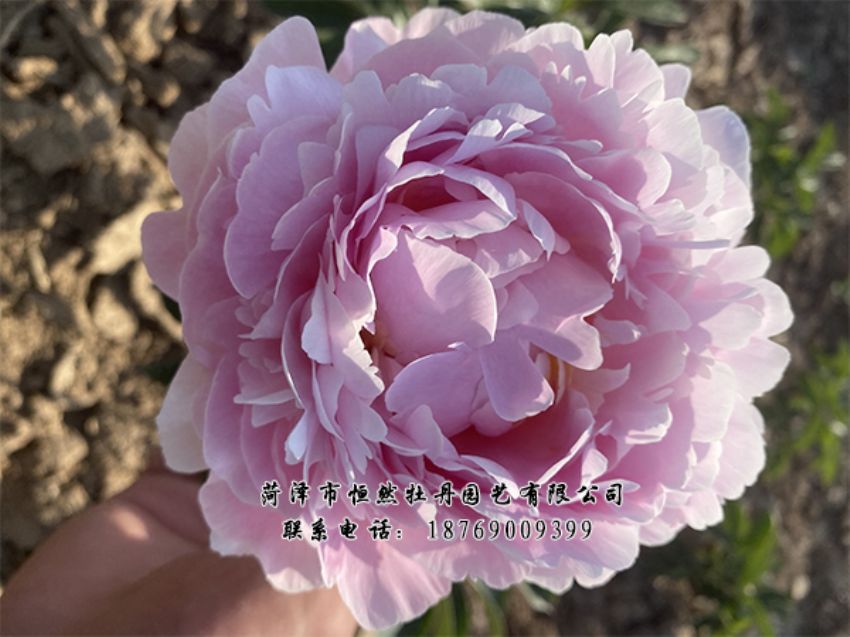 點(diǎn)擊查看詳細(xì)信息<br>標(biāo)題：進(jìn)口芍藥 閱讀次數(shù)：487