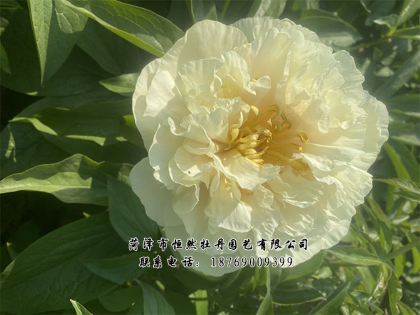 點(diǎn)擊查看詳細(xì)信息<br>標(biāo)題：進(jìn)口芍藥 閱讀次數(shù)：514