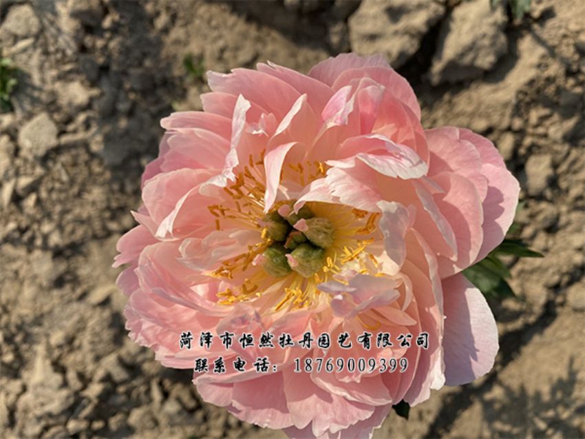 點(diǎn)擊查看詳細(xì)信息<br>標(biāo)題：進(jìn)口芍藥 閱讀次數(shù)：507