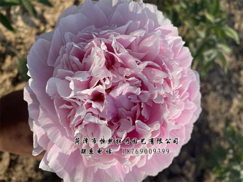 點(diǎn)擊查看詳細(xì)信息<br>標(biāo)題：進(jìn)口芍藥 閱讀次數(shù)：504