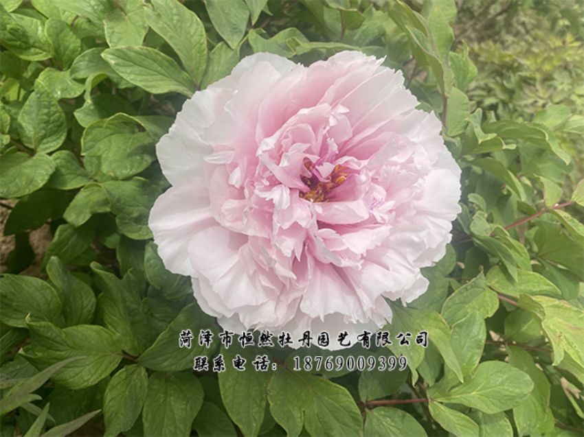 點(diǎn)擊查看詳細(xì)信息<br>標(biāo)題：進(jìn)口芍藥 閱讀次數(shù)：524