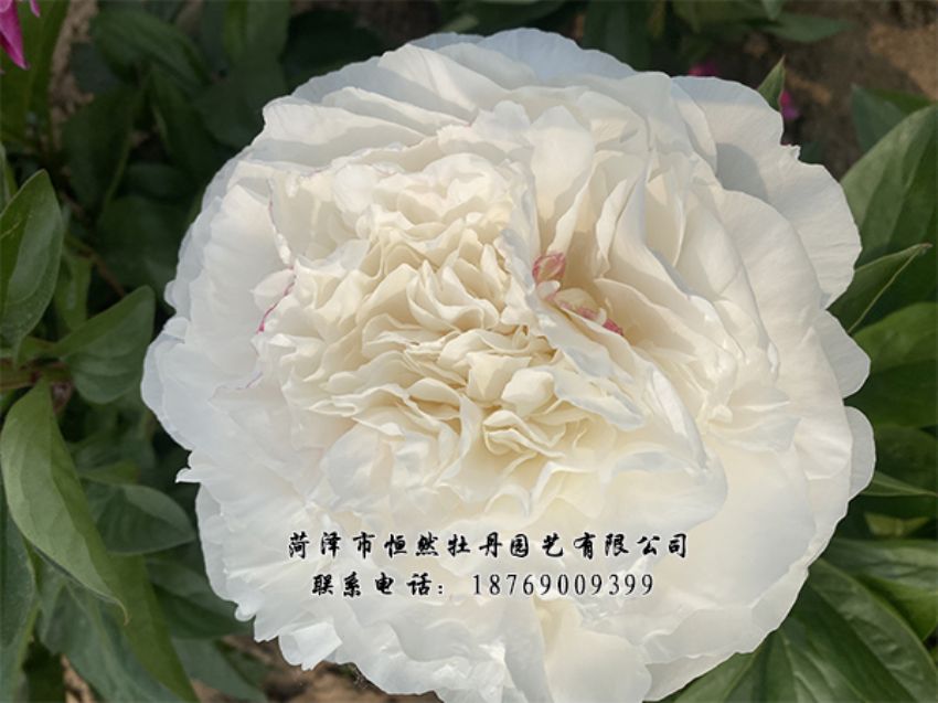 點(diǎn)擊查看詳細(xì)信息<br>標(biāo)題：進(jìn)口芍藥 閱讀次數(shù)：562