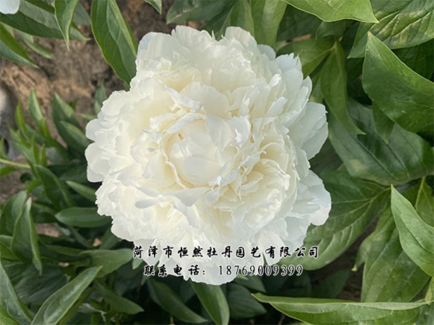 點(diǎn)擊查看詳細(xì)信息<br>標(biāo)題：進(jìn)口芍藥 閱讀次數(shù)：540