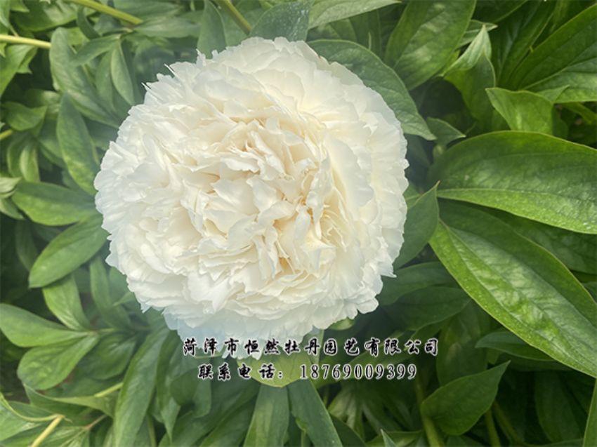 點(diǎn)擊查看詳細(xì)信息<br>標(biāo)題：進(jìn)口芍藥 閱讀次數(shù)：541