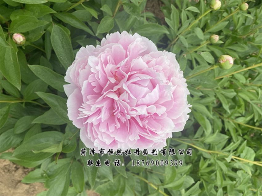 點(diǎn)擊查看詳細(xì)信息<br>標(biāo)題：進(jìn)口芍藥 閱讀次數(shù)：530