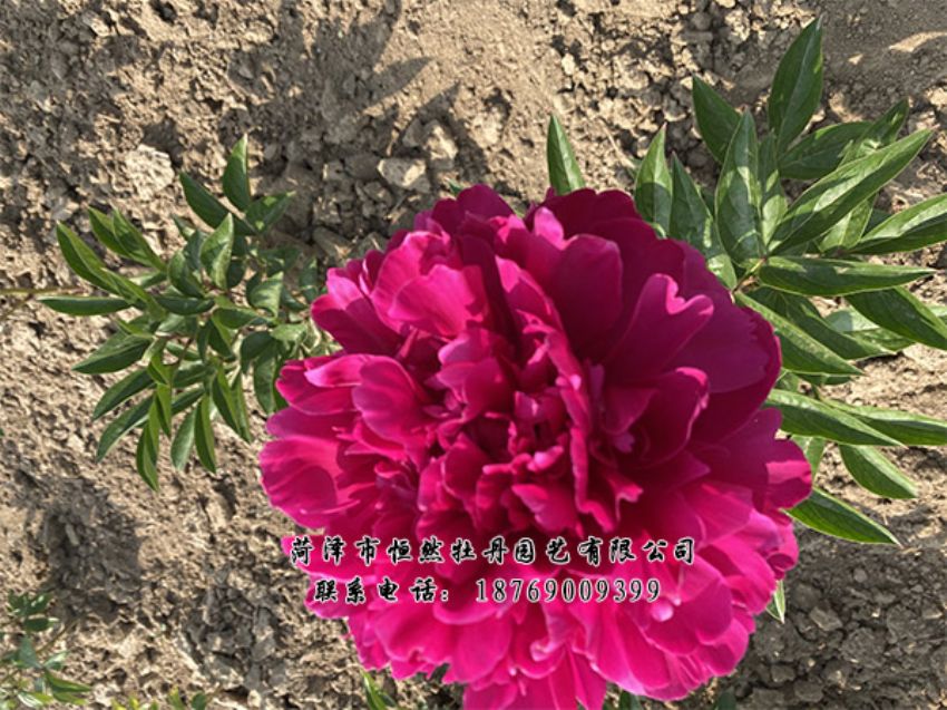 點(diǎn)擊查看詳細(xì)信息<br>標(biāo)題：進(jìn)口芍藥 閱讀次數(shù)：524
