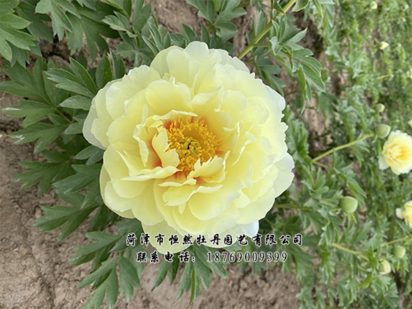 點(diǎn)擊查看詳細(xì)信息<br>標(biāo)題：進(jìn)口芍藥 閱讀次數(shù)：513
