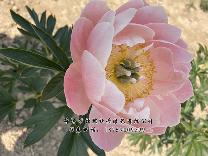 點(diǎn)擊查看詳細(xì)信息<br>標(biāo)題：進(jìn)口芍藥 閱讀次數(shù)：530