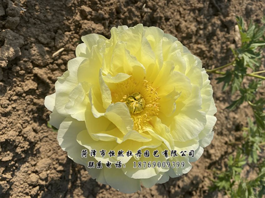 點(diǎn)擊查看詳細(xì)信息<br>標(biāo)題：進(jìn)口芍藥 閱讀次數(shù)：520