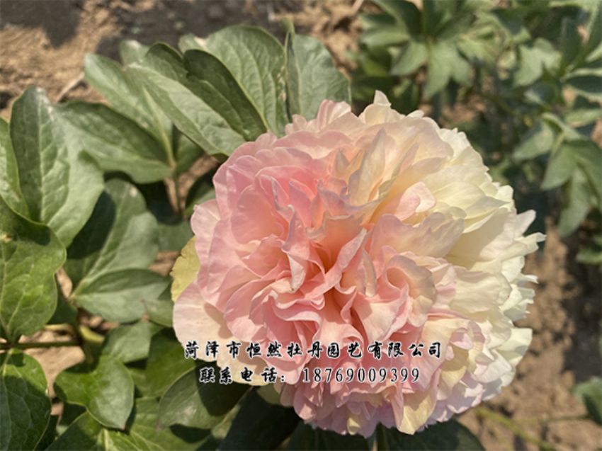 點(diǎn)擊查看詳細(xì)信息<br>標(biāo)題：進(jìn)口芍藥 閱讀次數(shù)：550